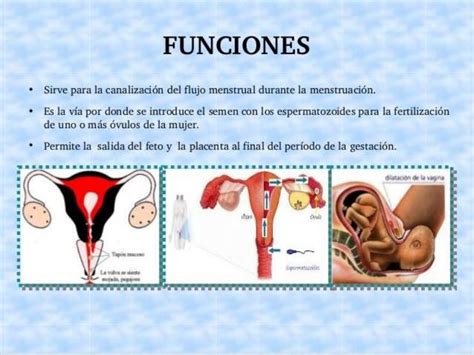 bajina|Anatomía reproductiva femenina 